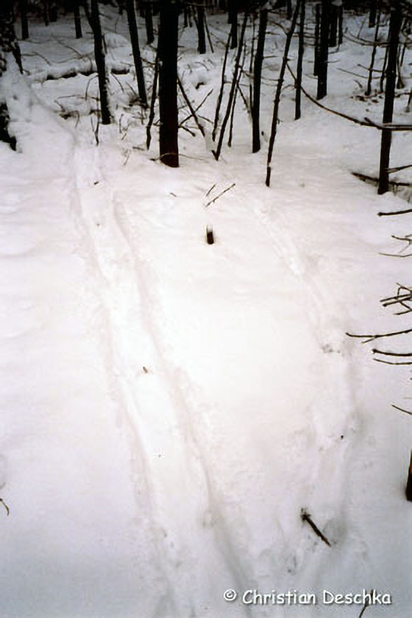 013_Tierspuren-Fotoquiz