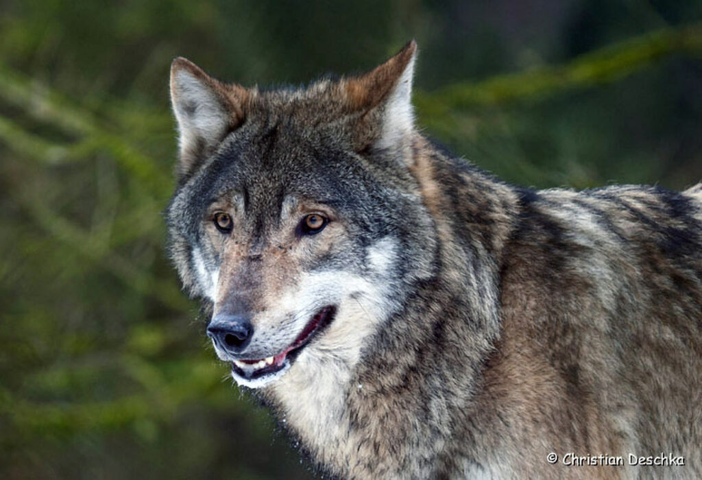 013_Wolf