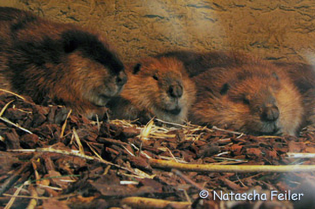 014_2_Tiere-im-Winter