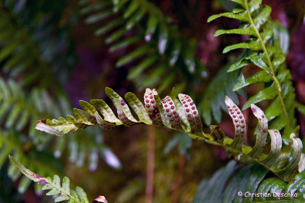 014_Naturschutzgebiet-Pesenbachtal