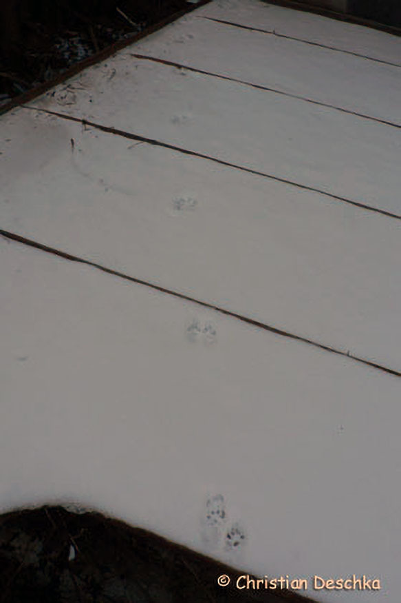 015_2_Tierspuren-Fotos