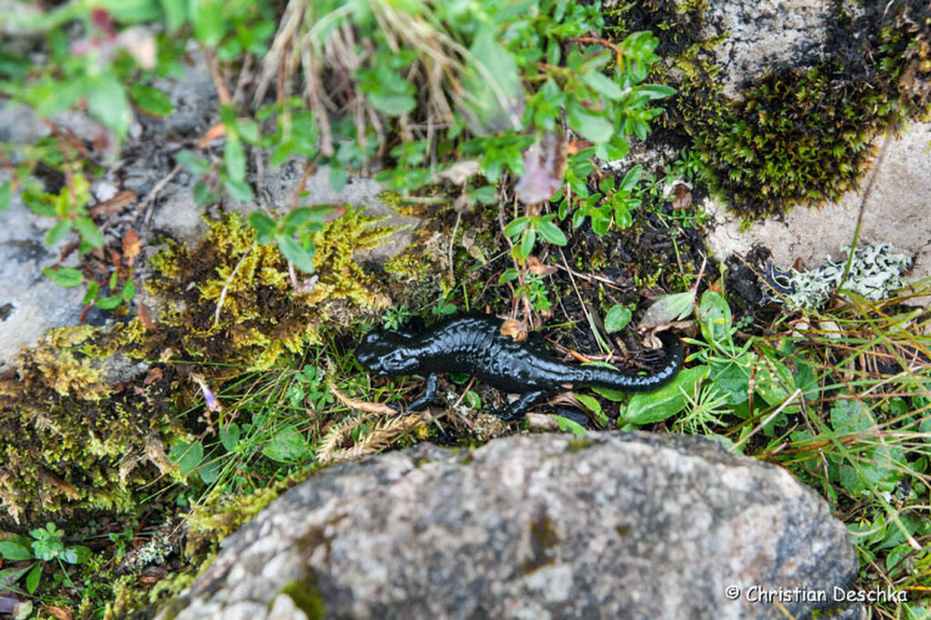 015_Alpensalamander