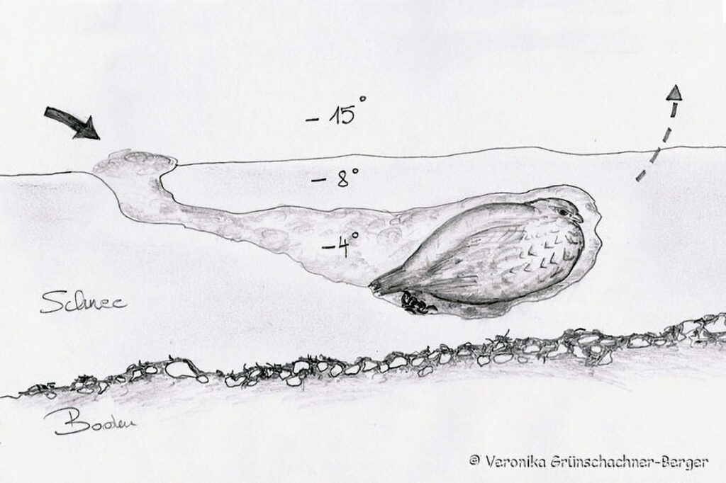 015_Tierspuren-Voegel