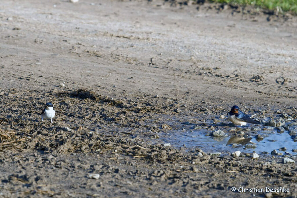 015_Voegel-an-Gebaeuden