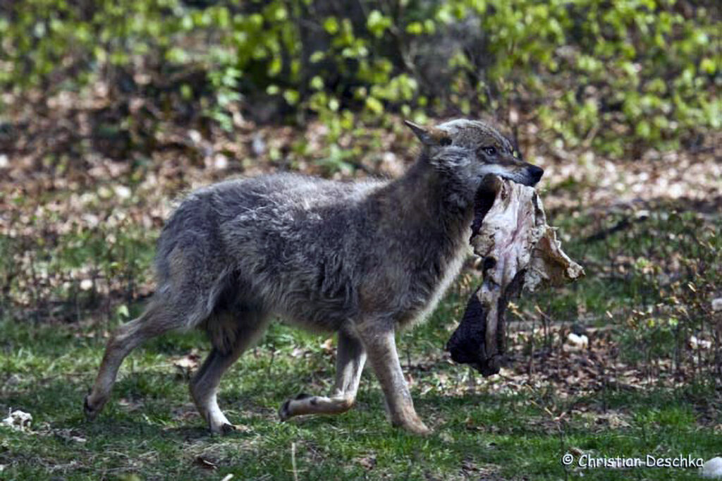 015_Wolf