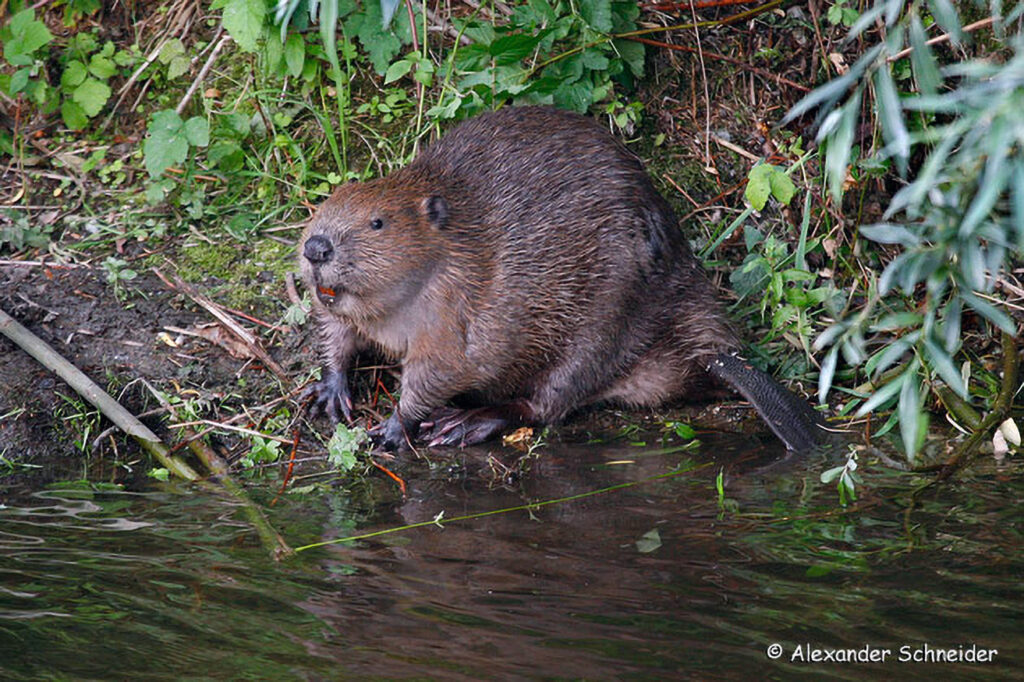 016_Naturinfozentrum-Saxen