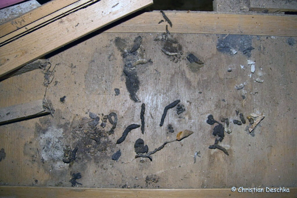 016_Tierspuren-Fotos