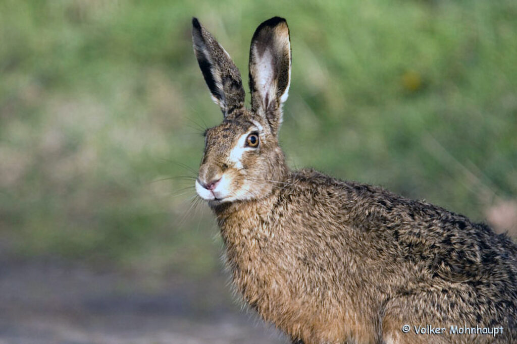 017_Feldhase