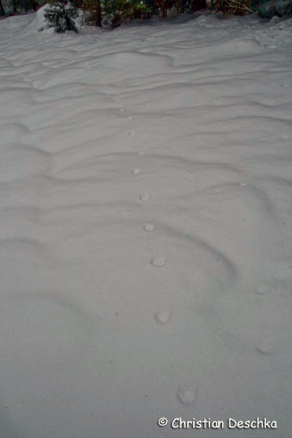 017_Tierspuren-im-Schnee
