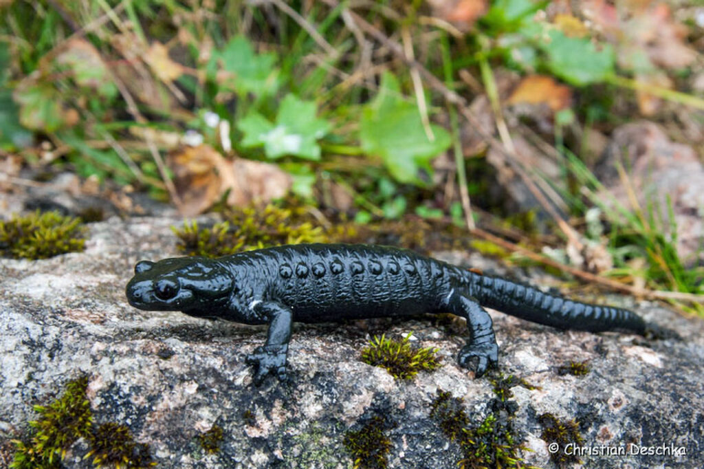 018_Alpensalamander