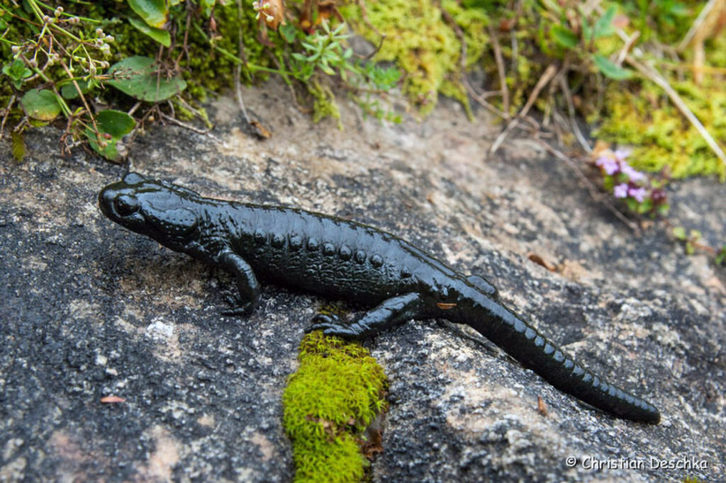 019_Alpensalamander