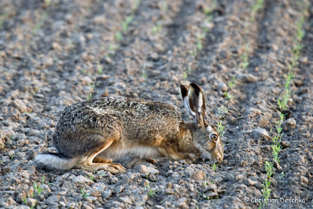 019_Landschaftsschutzgebiet-Oedenkirchen