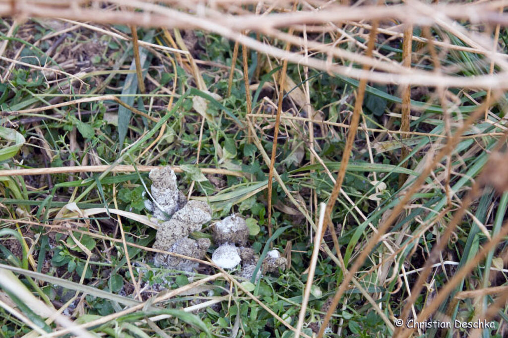 019_Tierspuren-Voegel