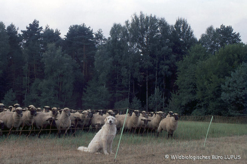 019_Wolf
