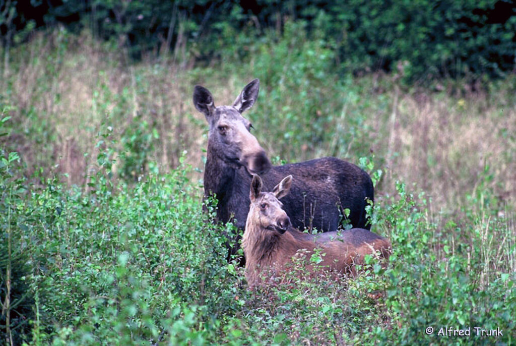 Elch, Alces alces, Moose