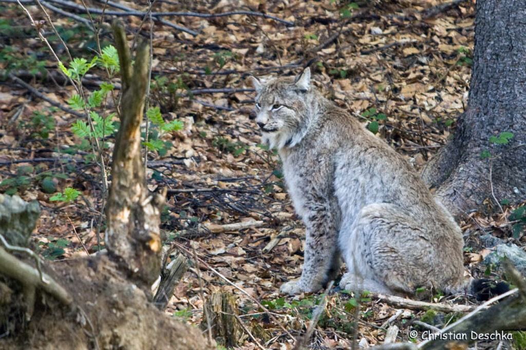 020_Luchs
