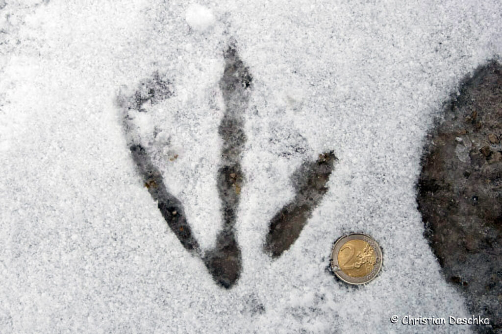 020_Tierspuren-Fotoquiz