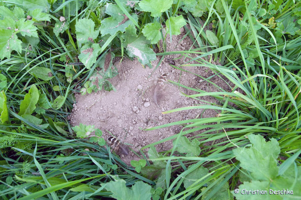 020_Tierspuren-Voegel