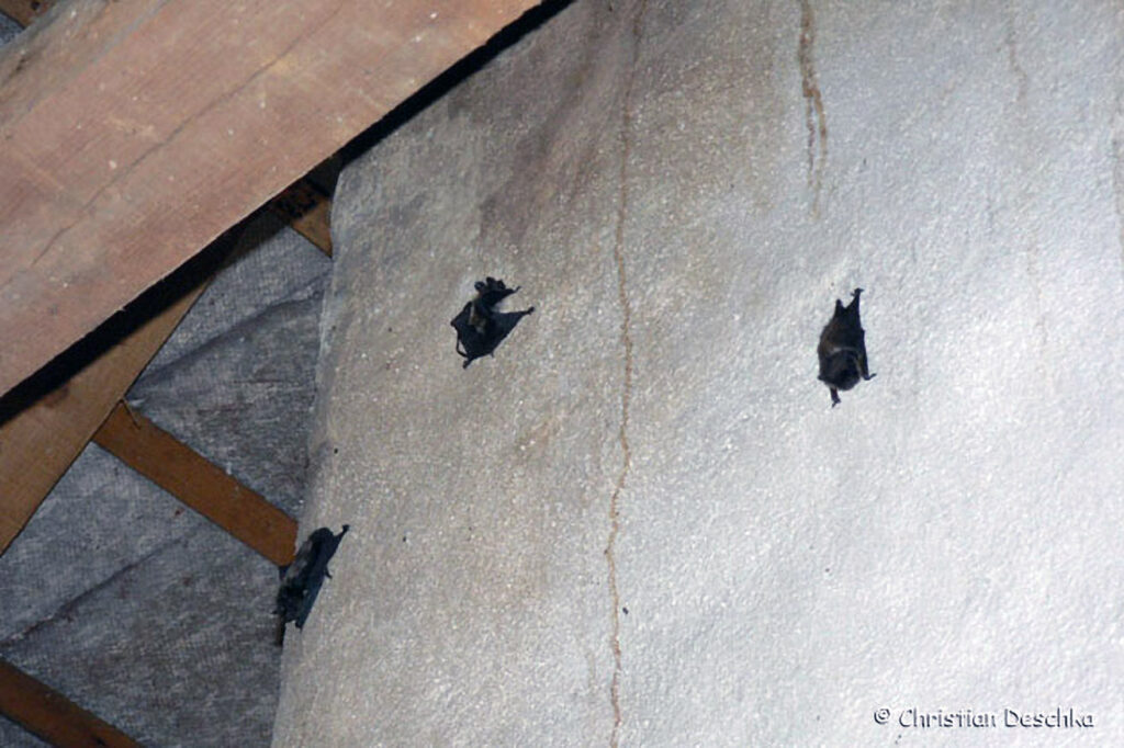 021_Fledermausprojekt