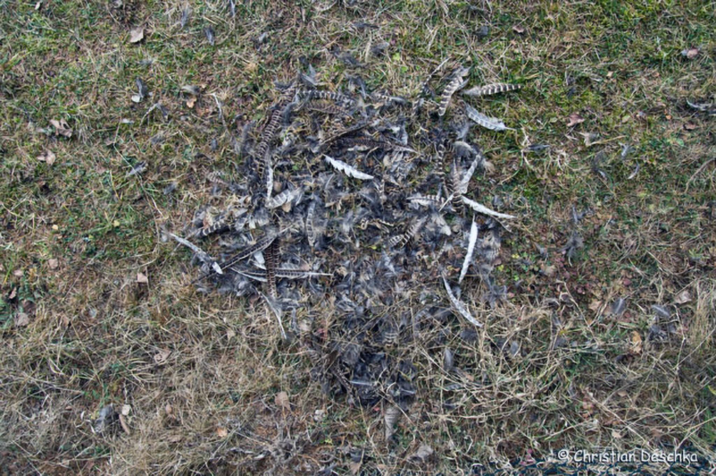 021_Tierspuren-Voegel
