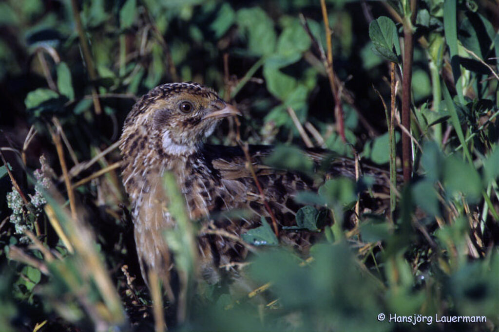 022_Landschaftsschutzgebiet-Oedenkirchen