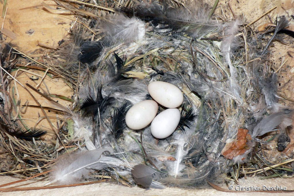 022_Mauerseglerprojekt