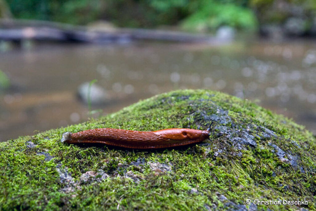 022_Naturschutzgebiet-Pesenbachtal