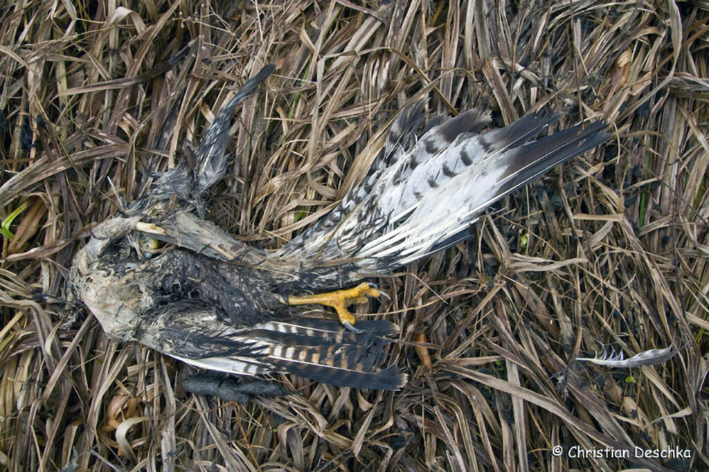 022_Tierspuren-im-Schnee