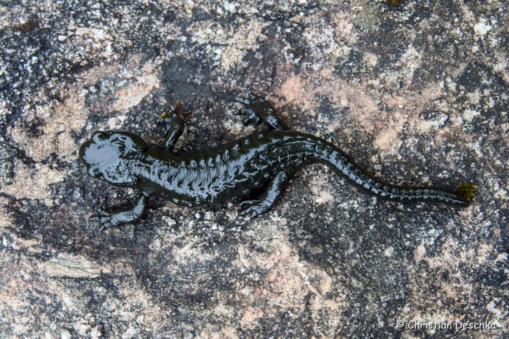 023_Alpensalamander