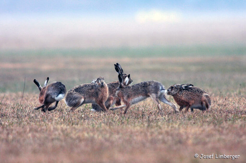 023_Feldhase