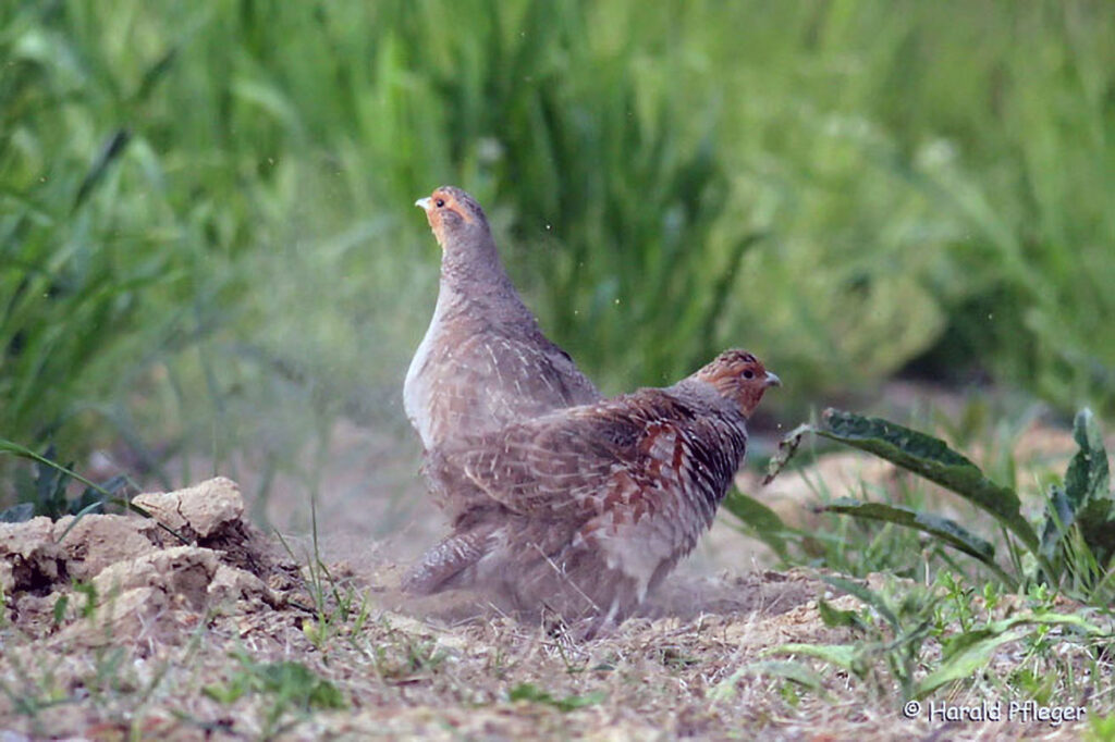 023_Kulturlandschaft