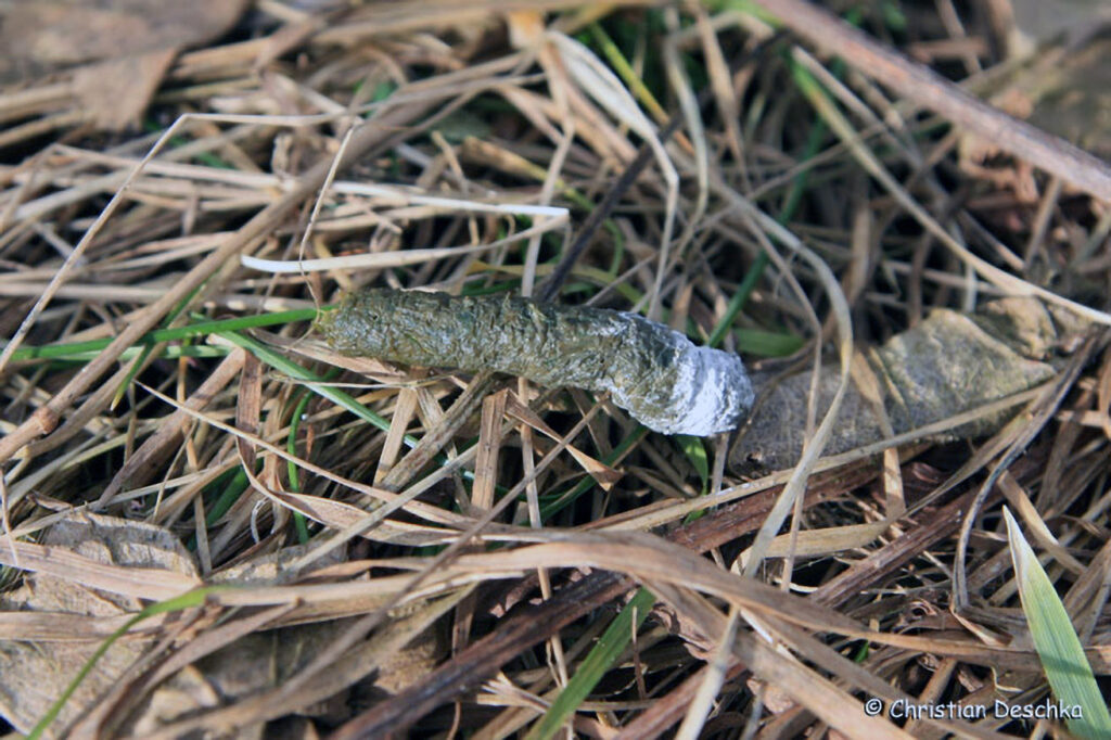 023_Tierspuren-Voegel