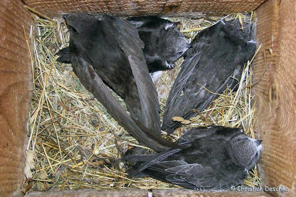 023_Voegel-an-Gebaeuden