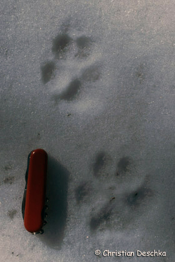 023_Wolf