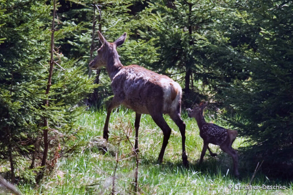 024_Rothirsch