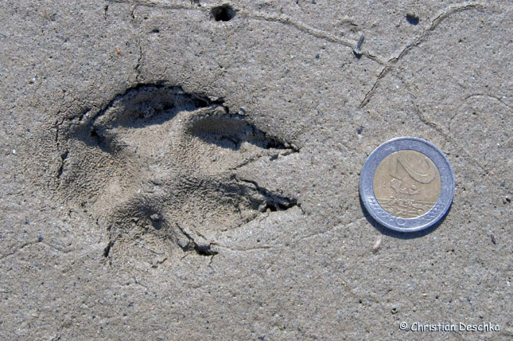 024_Tierspuren-Fotoquiz