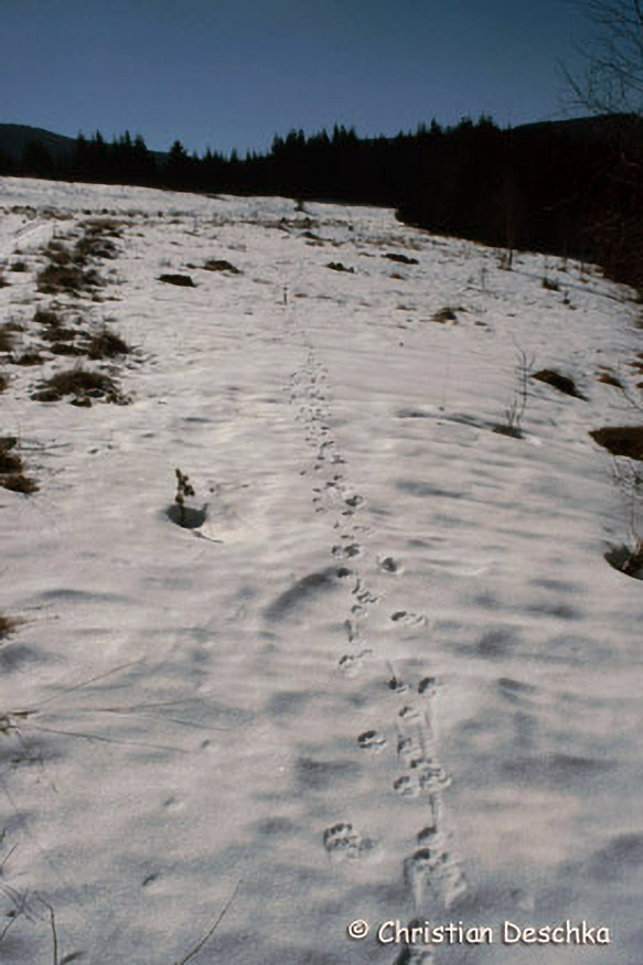 024_Tierspuren-Fotos