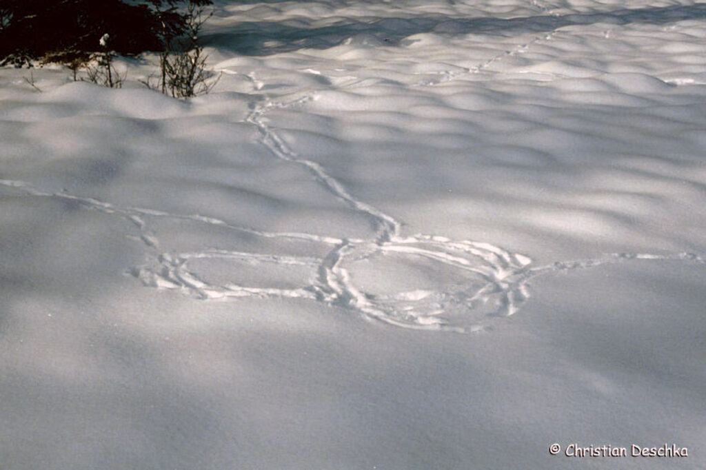 024_Tierspuren-im-Schnee
