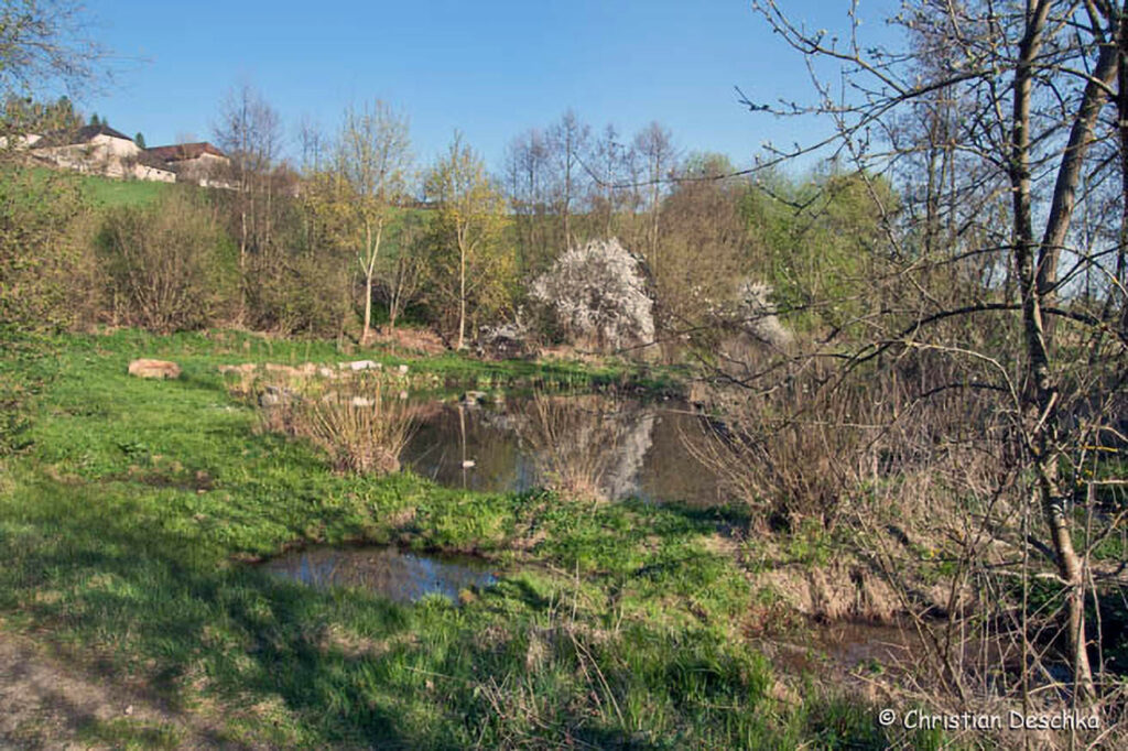 025_Amphibienprojekt