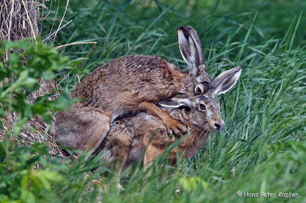 025_Feldhase