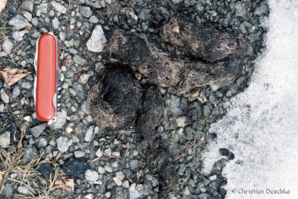 025_Tierspuren-Fotos