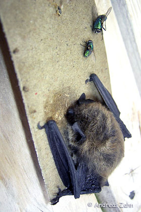 026_Fledermausprojekt