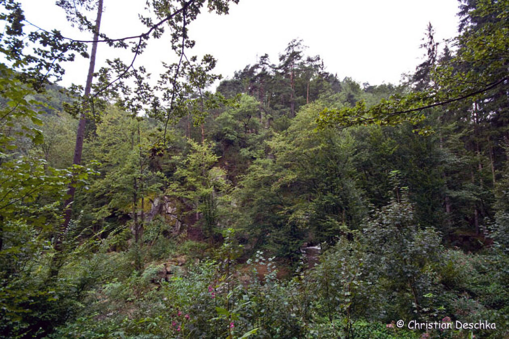 026_Naturschutzgebiet-Pesenbachtal