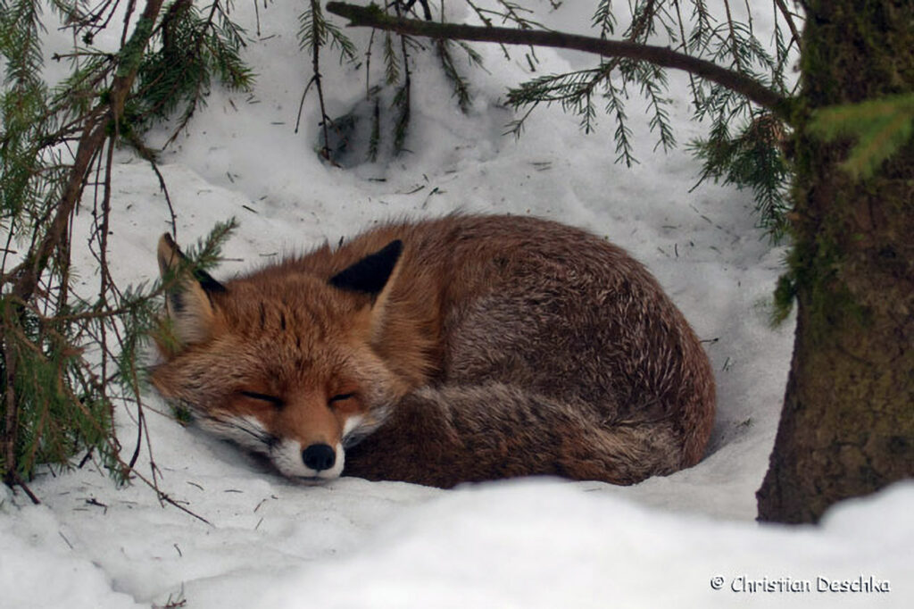 026_Tierspuren-im-Schnee