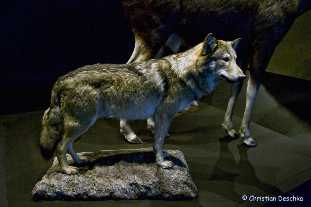 026_Wolf
