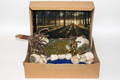 027_Feuersalamandermodell