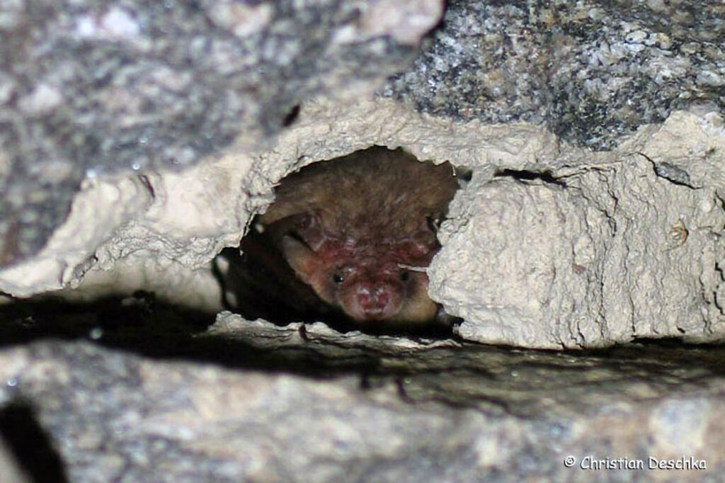 027_Fledermaeuse