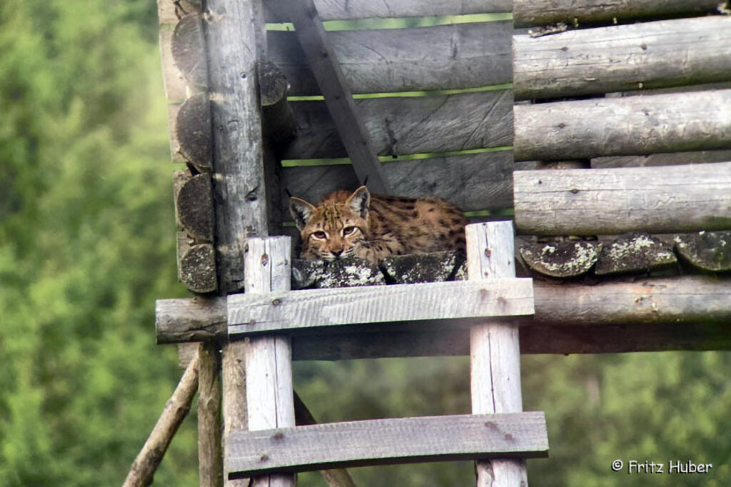 027_Luchs