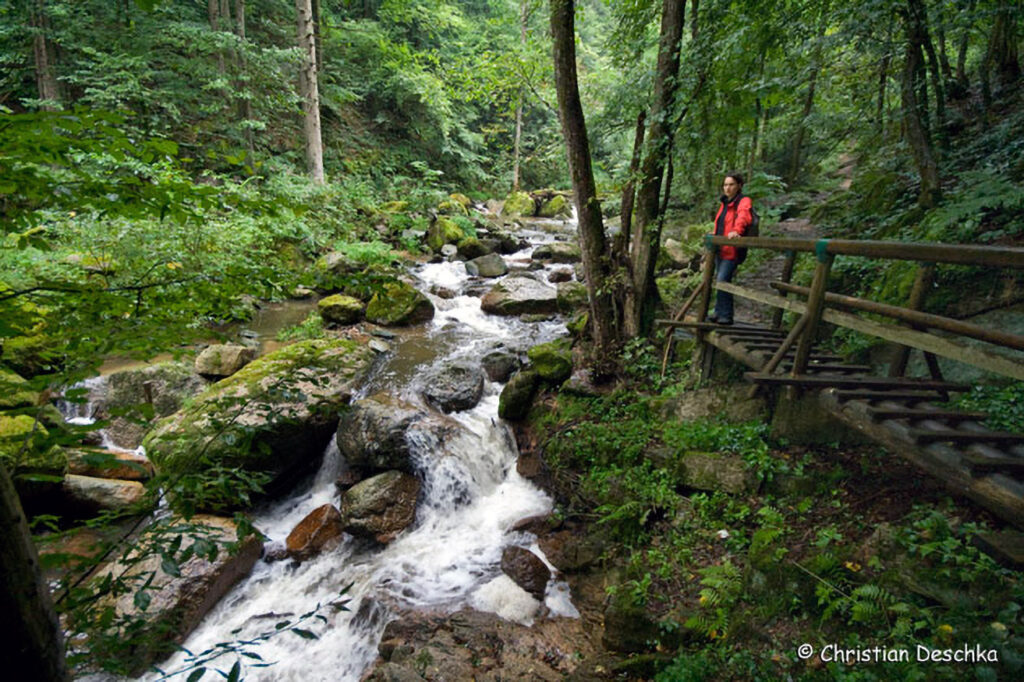 027_Naturschutzgebiet-Pesenbachtal