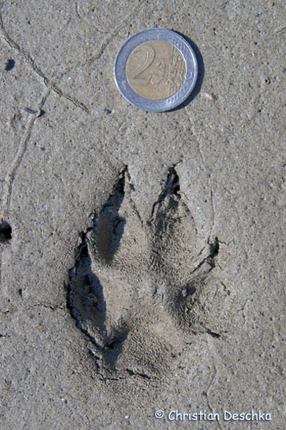 027_Tierspuren-Fotos
